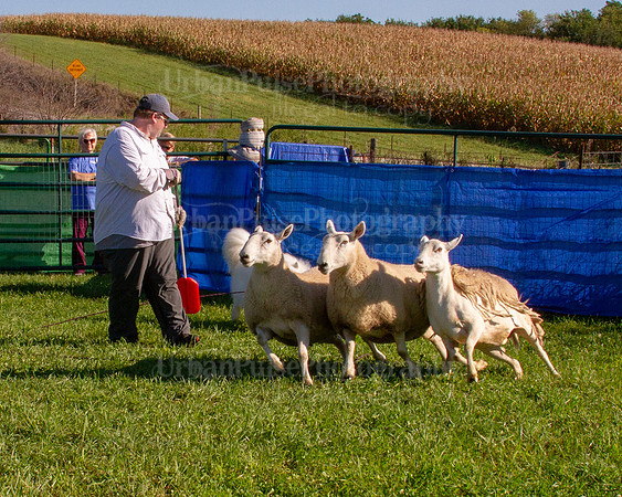 SCA2019_HERDING-0790
