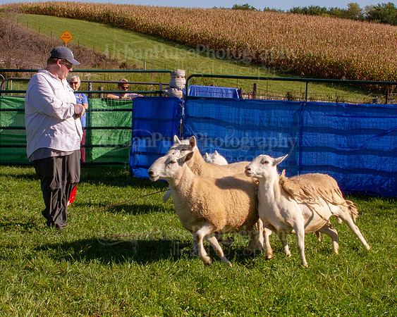 SCA2019_HERDING-0791