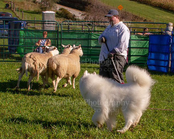 SCA2019_HERDING-0792