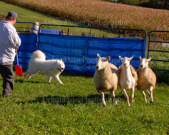 SCA2019_HERDING-0793