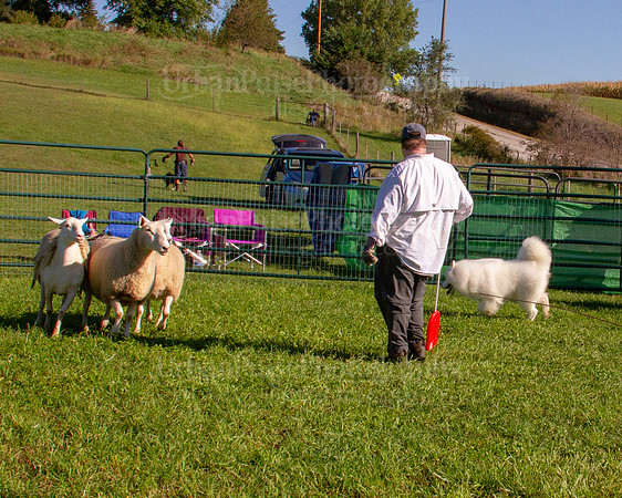 SCA2019_HERDING-0794