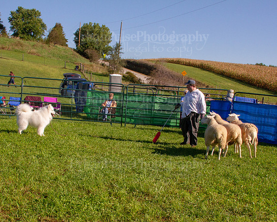 SCA2019_HERDING-0795