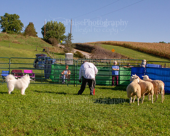 SCA2019_HERDING-0796