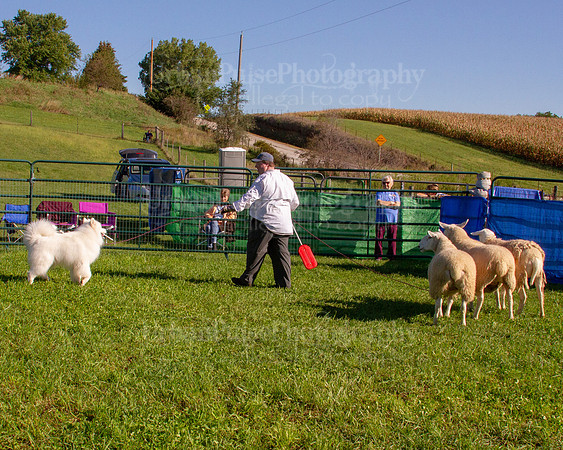 SCA2019_HERDING-0797