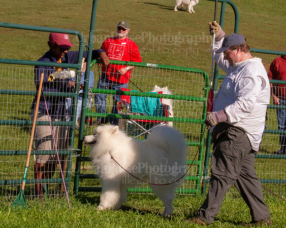 SCA2019_HERDING-0798