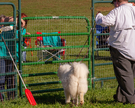 SCA2019_HERDING-0799