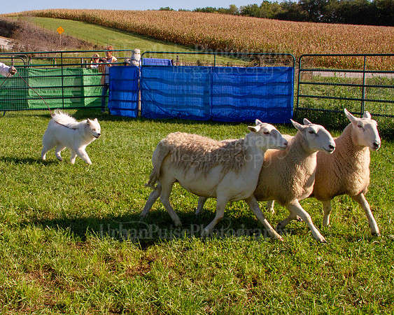 SCA2019_HERDING-0800