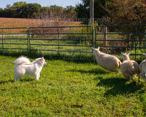 SCA2019_HERDING-0801