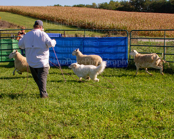 SCA2019_HERDING-0802