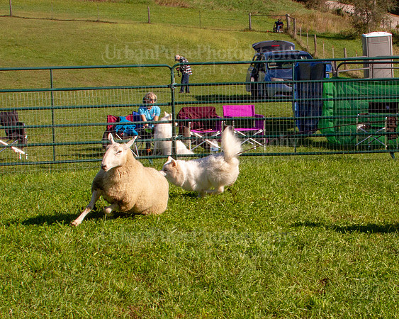 SCA2019_HERDING-0803