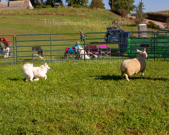 SCA2019_HERDING-0804