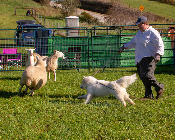SCA2019_HERDING-0805