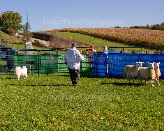 SCA2019_HERDING-0806