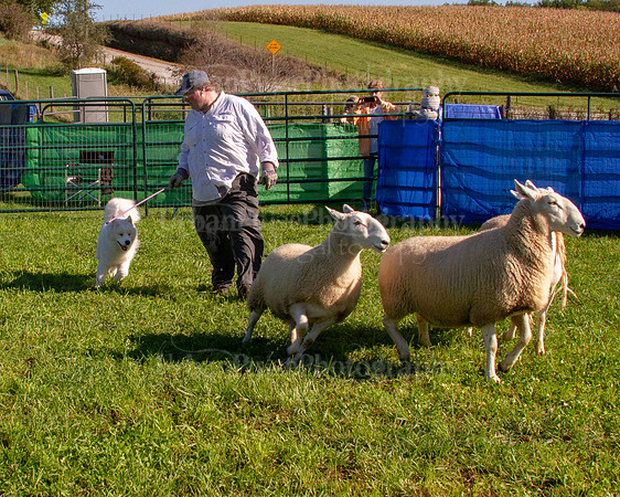 SCA2019_HERDING-0808