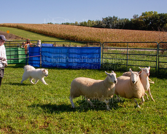 SCA2019_HERDING-0809