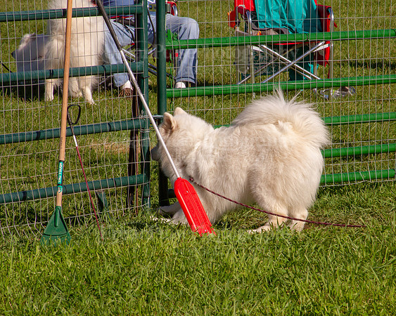 SCA2019_HERDING-0811