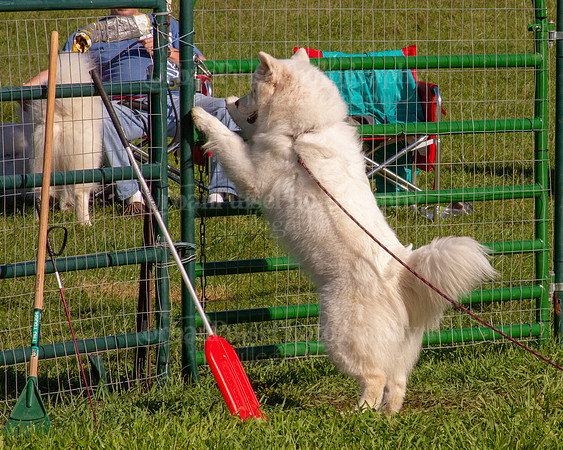 SCA2019_HERDING-0812