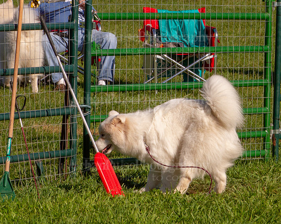 SCA2019_HERDING-0813