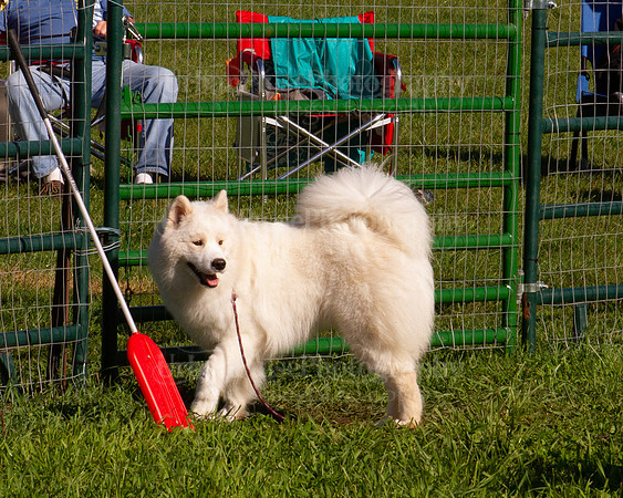 SCA2019_HERDING-0814