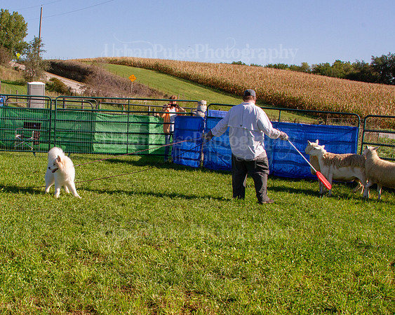 SCA2019_HERDING-0815