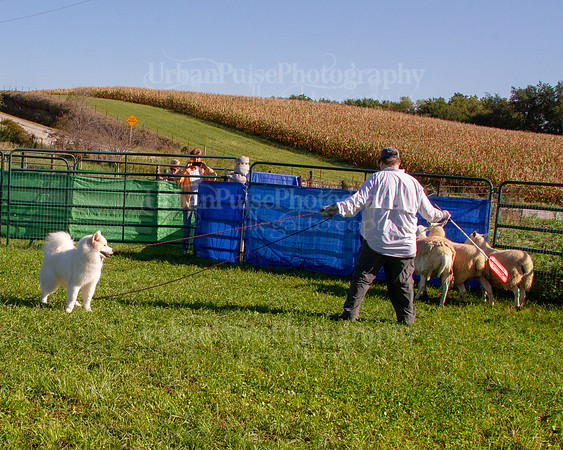 SCA2019_HERDING-0816