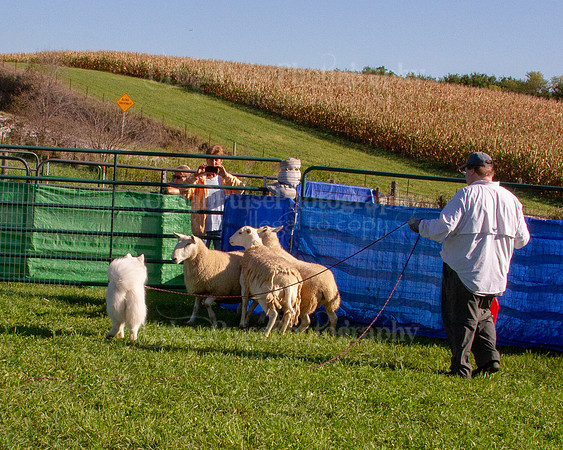 SCA2019_HERDING-0817