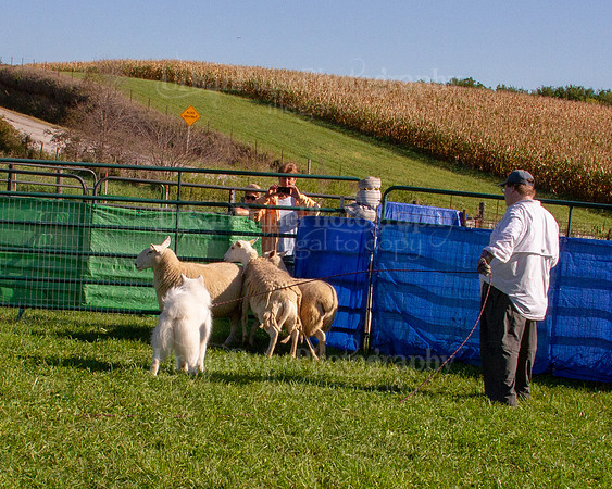 SCA2019_HERDING-0818