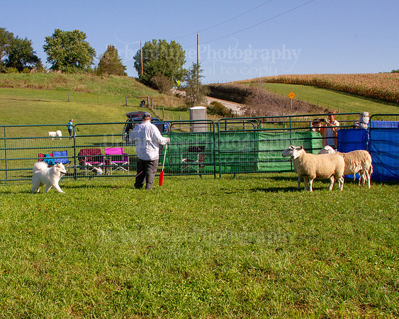 SCA2019_HERDING-0819