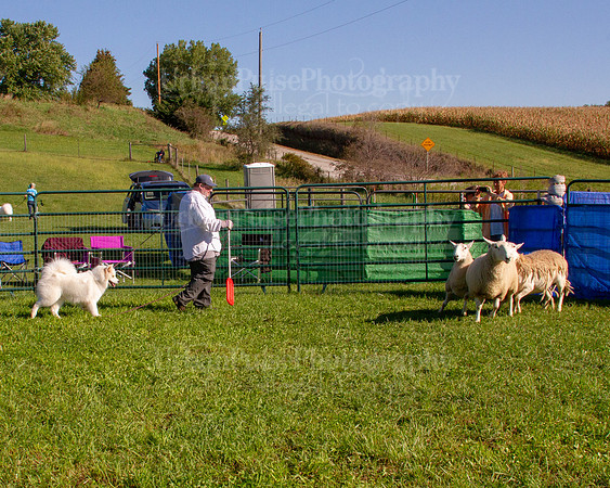 SCA2019_HERDING-0820