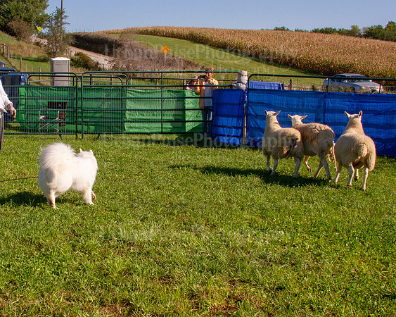 SCA2019_HERDING-0821
