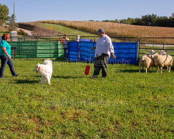 SCA2019_HERDING-0823
