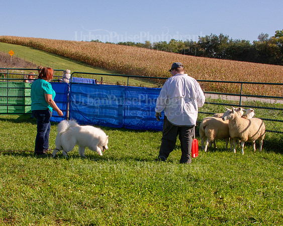 SCA2019_HERDING-0824