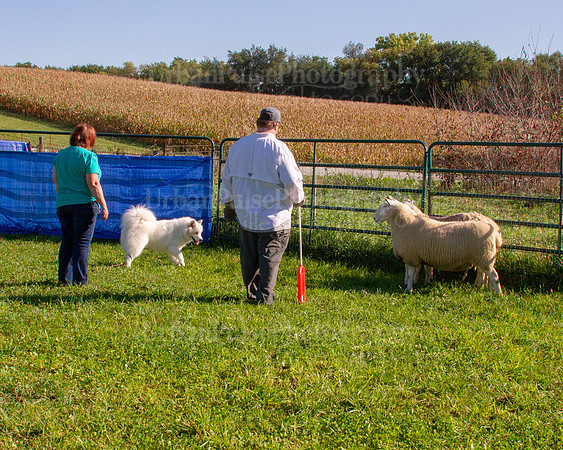 SCA2019_HERDING-0825