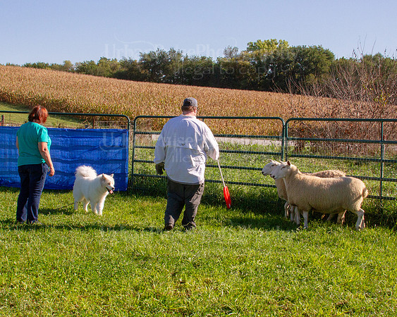 SCA2019_HERDING-0826
