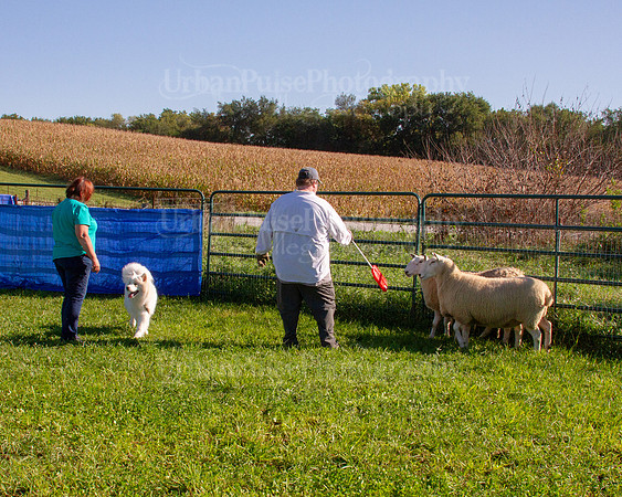SCA2019_HERDING-0827