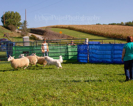 SCA2019_HERDING-0828