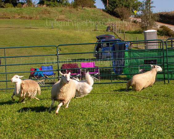 SCA2019_HERDING-0829