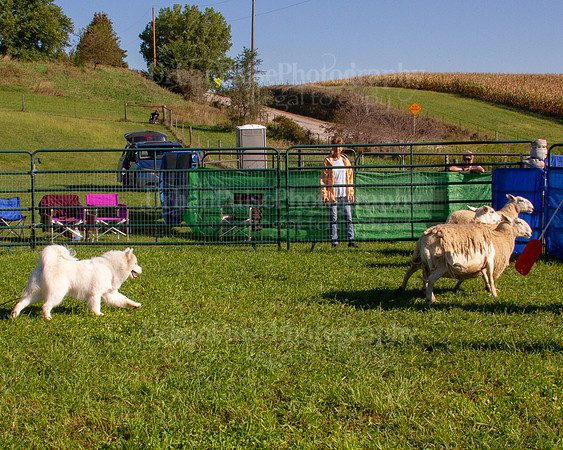 SCA2019_HERDING-0830
