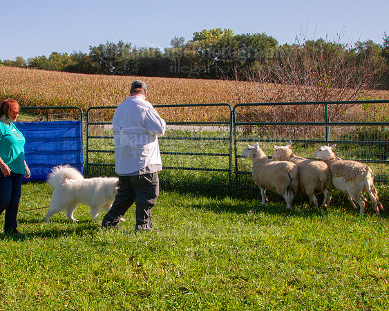 SCA2019_HERDING-0831