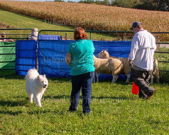 SCA2019_HERDING-0832