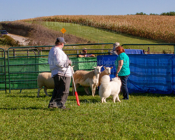 SCA2019_HERDING-0833