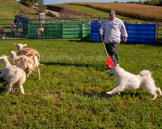 SCA2019_HERDING-0834