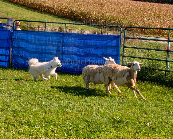 SCA2019_HERDING-0835