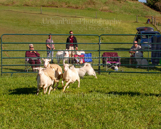 SCA2019_HERDING-0837