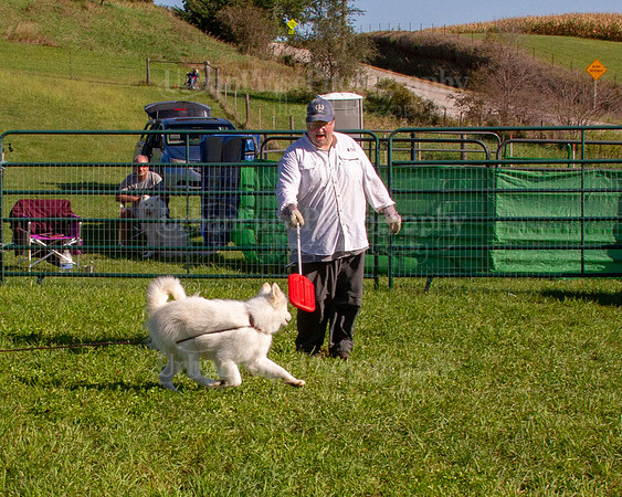 SCA2019_HERDING-0838