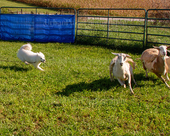 SCA2019_HERDING-0839