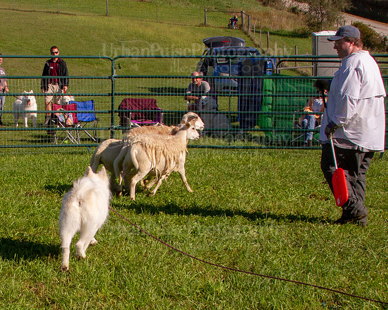 SCA2019_HERDING-0840