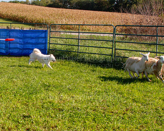 SCA2019_HERDING-0841