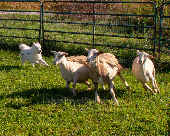 SCA2019_HERDING-0842