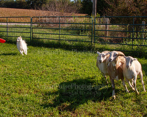 SCA2019_HERDING-0843
